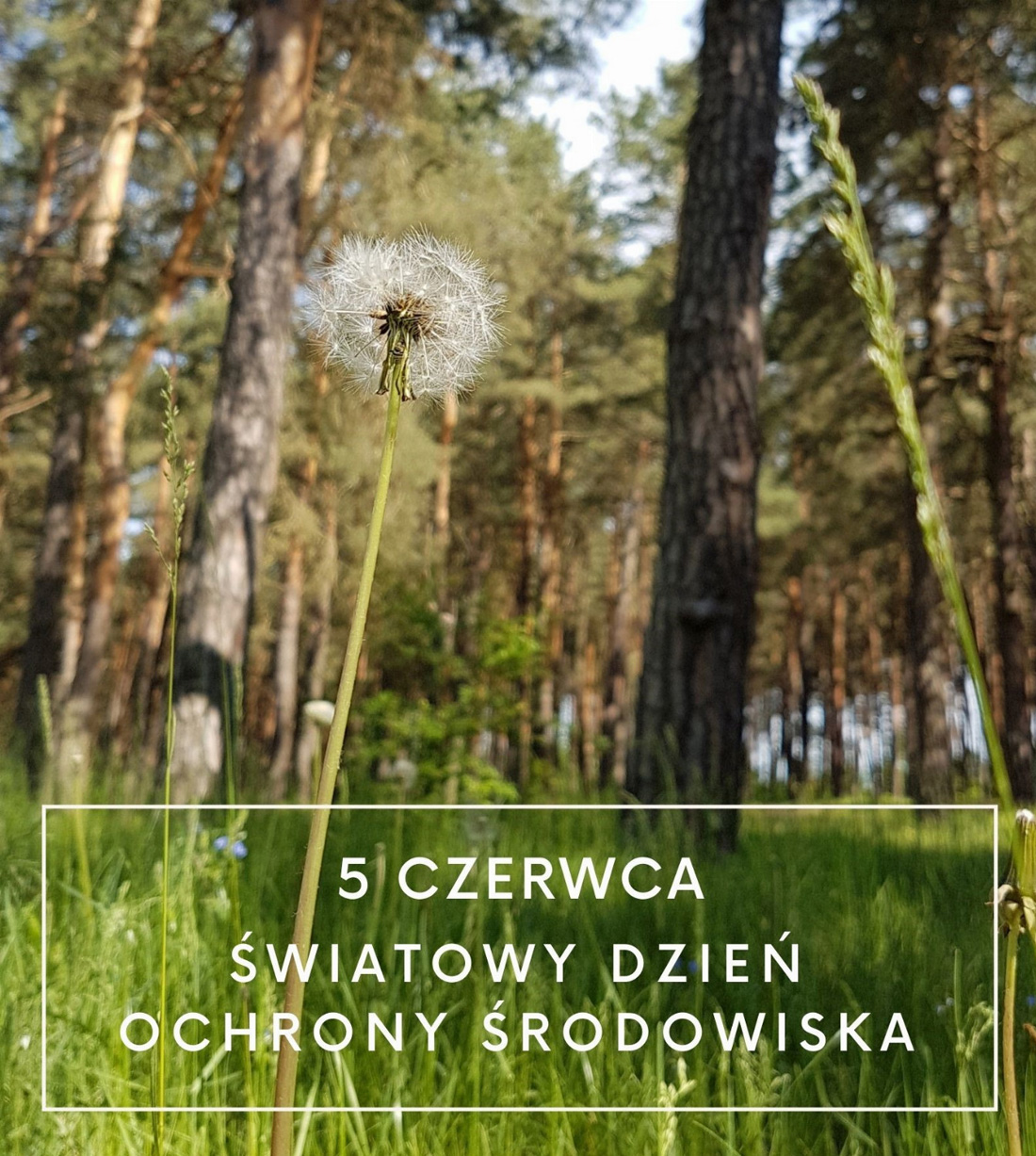 Plakat Światowego Dnia Ochrony Środowiska