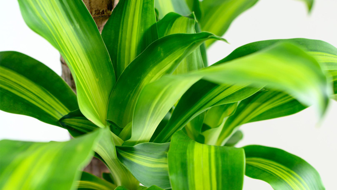 Dracena odwrócona